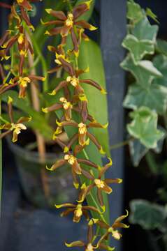 Image of Oncidium cruentoides M. W. Chase & N. H. Williams