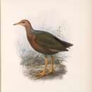 Image of Rufous-necked Wood Rail