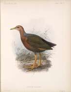 Image of Rufous-necked Wood Rail