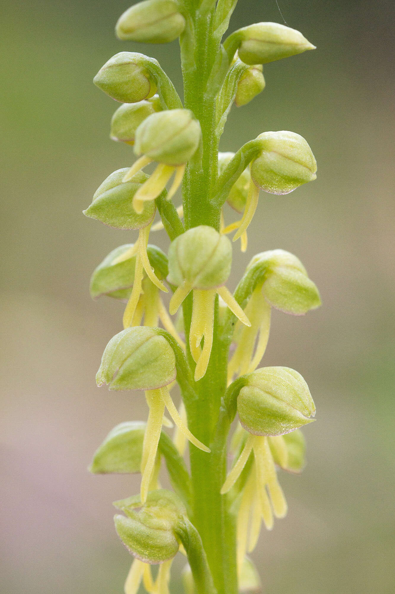 Image of Man Orchids