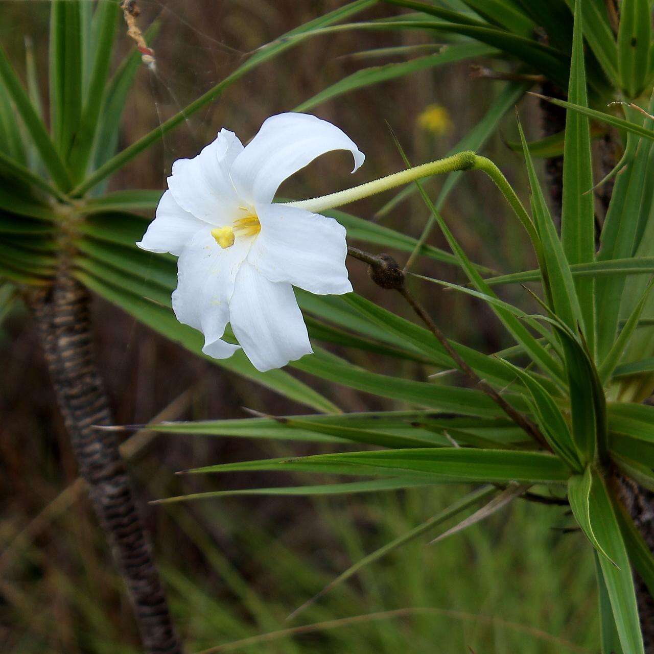 Image of Velloziaceae