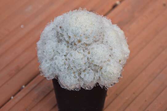 Image of Mammillaria plumosa F. A. C. Weber