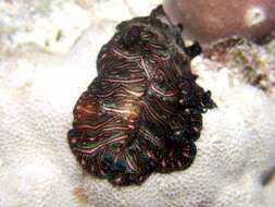 Image of Elegant flatworm