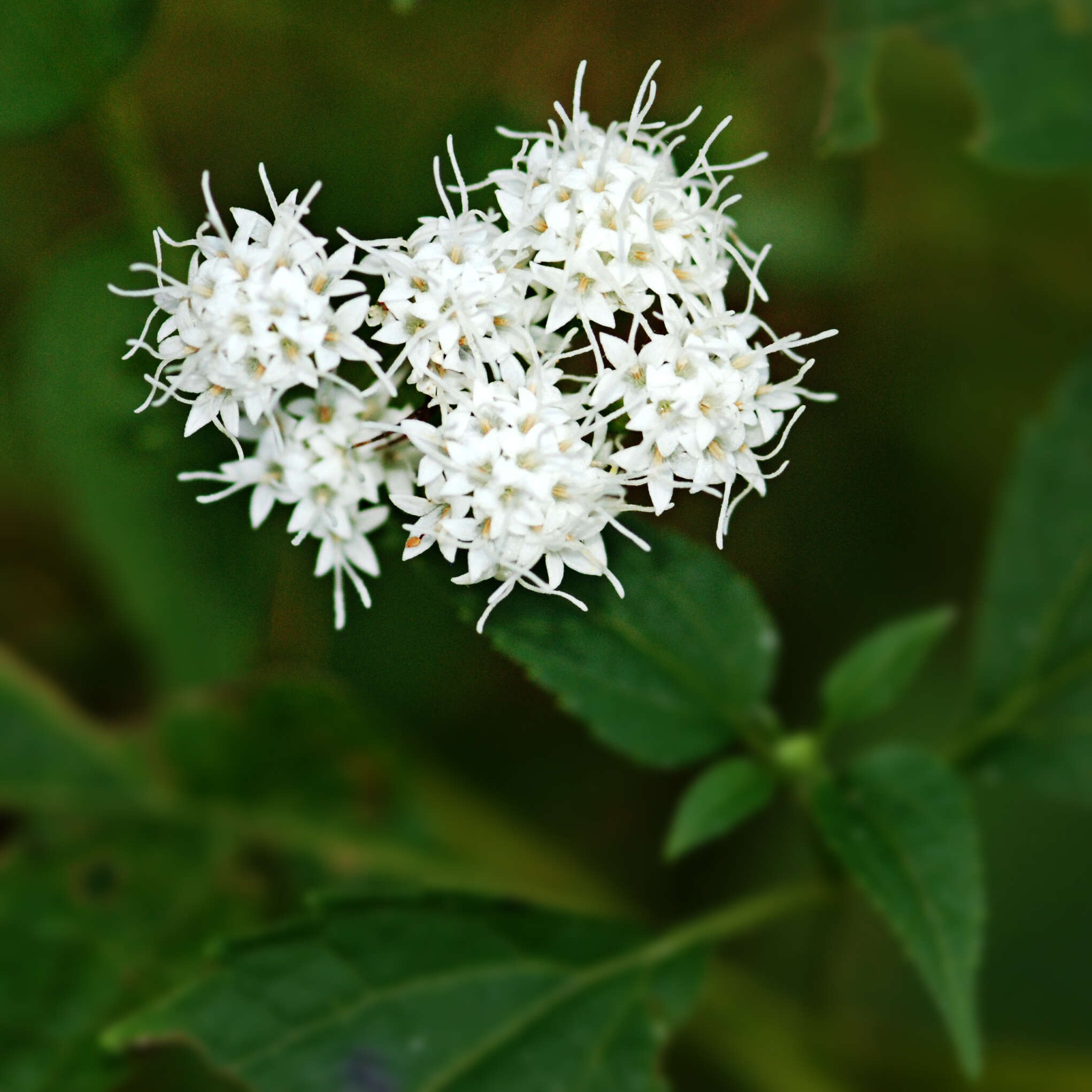 Plancia ëd Ageratina altissima (L.) R. King & H. Rob.