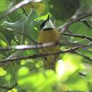 Слика од Pachycephala caledonica (Gmelin & JF 1789)