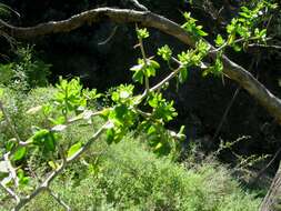 Image of African boxthorn