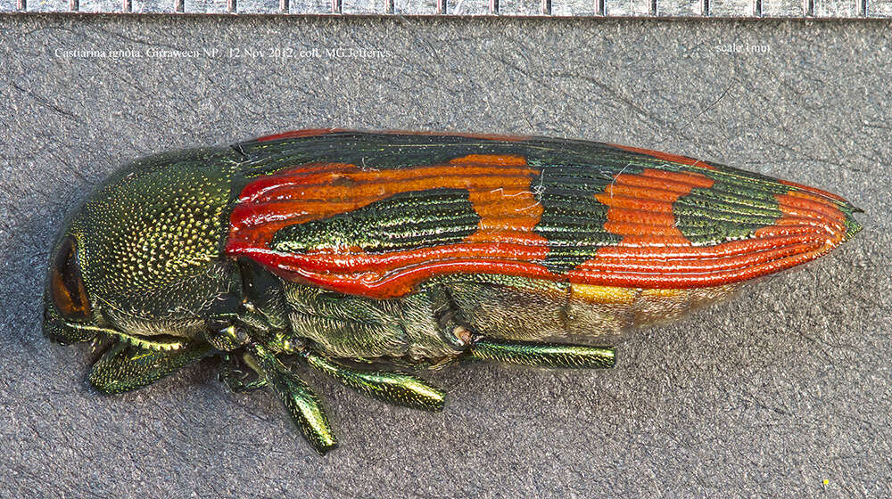 Image of Castiarina