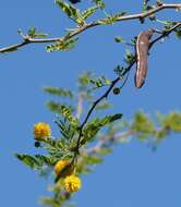 Vachellia farnesiana (L.) Wight & Arn. resmi