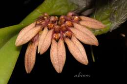 Image de Bulbophyllum trigonopus (Rchb. fil.)
