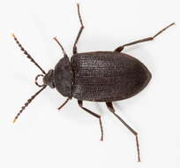 Image of polypore fungus beetles