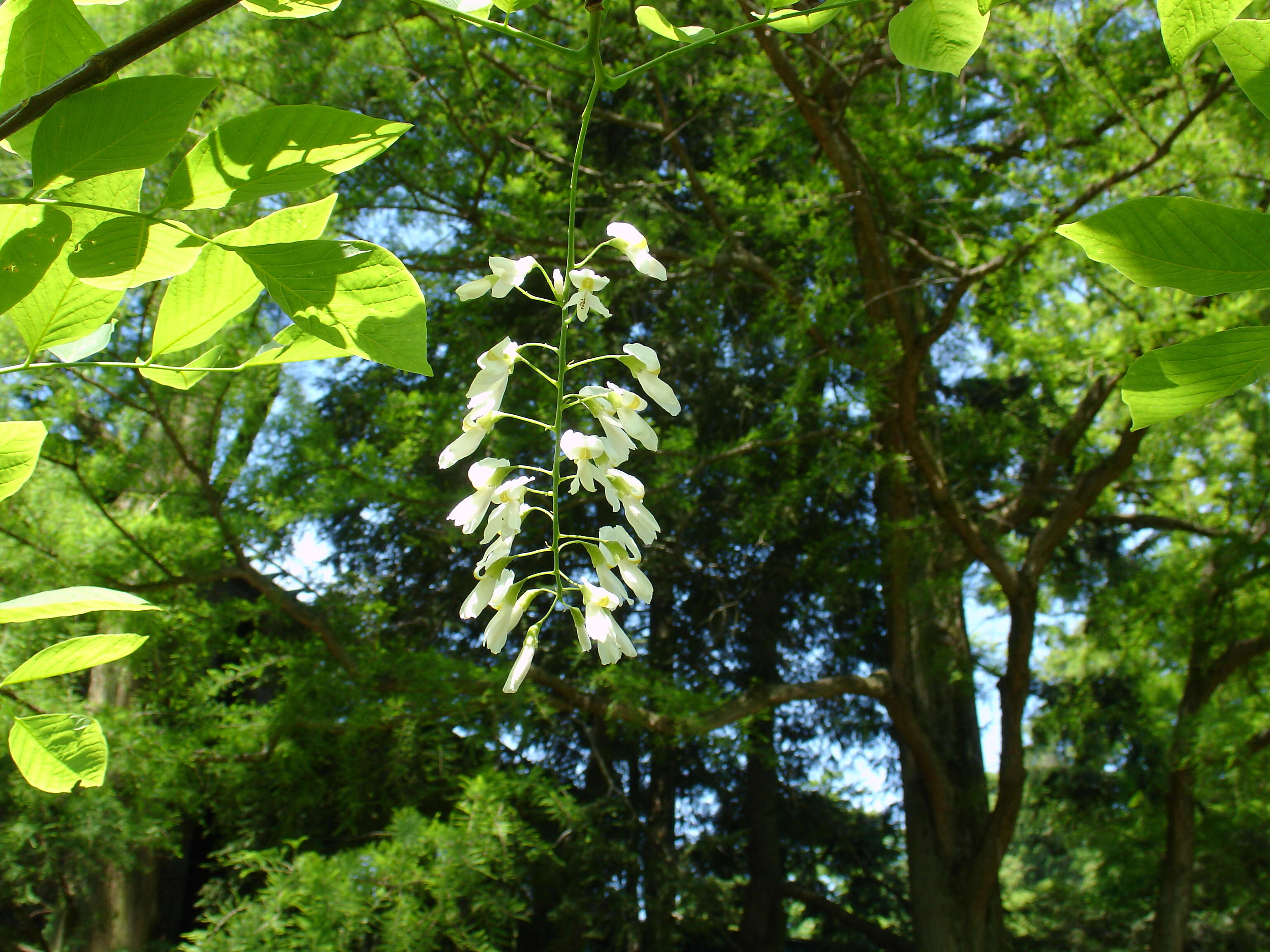 Image of yellowwood