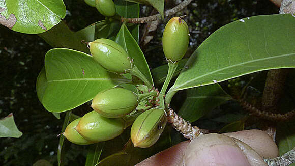 Image of Erythroxylum squamatum Sw.