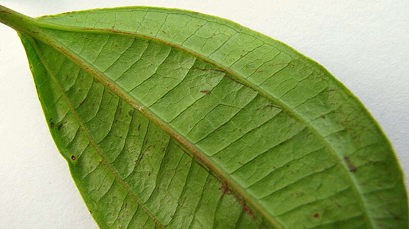 Image of Miconia jucunda (DC.) Triana