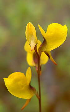 Слика од Utricularia juncea Vahl