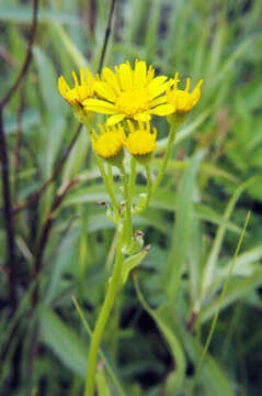 Image of balsam groundsel