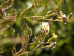 Image of Canada lettuce