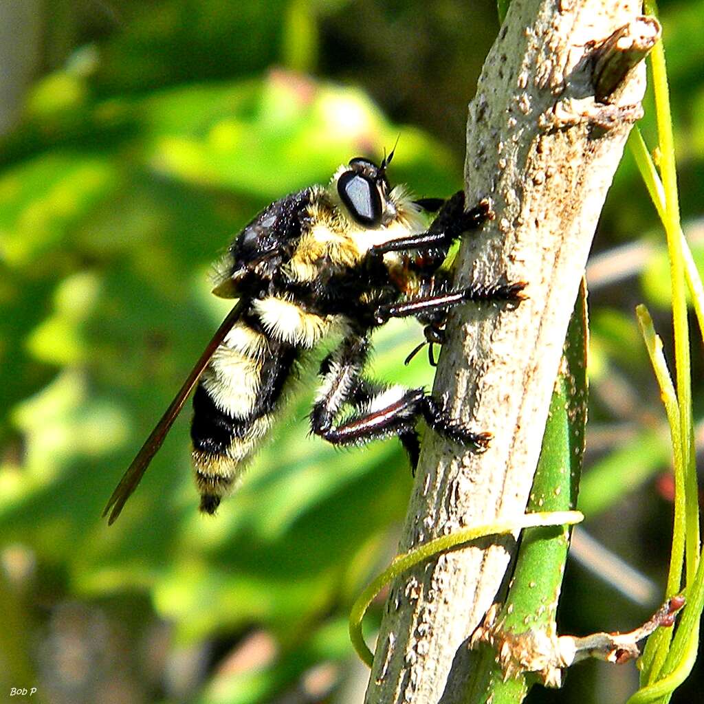 Image of Bee Killers