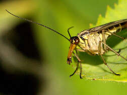 Image of scorpionflies