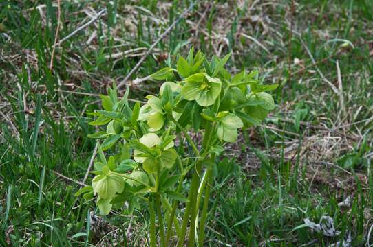 Image of Green Hellebore