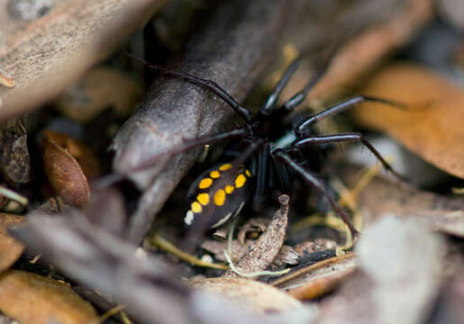 Image of Habronestes hunti Baehr 2003