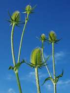 Image of teasel