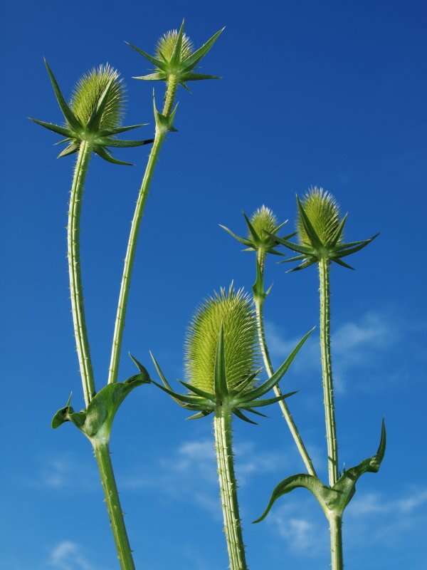 Image of teasel