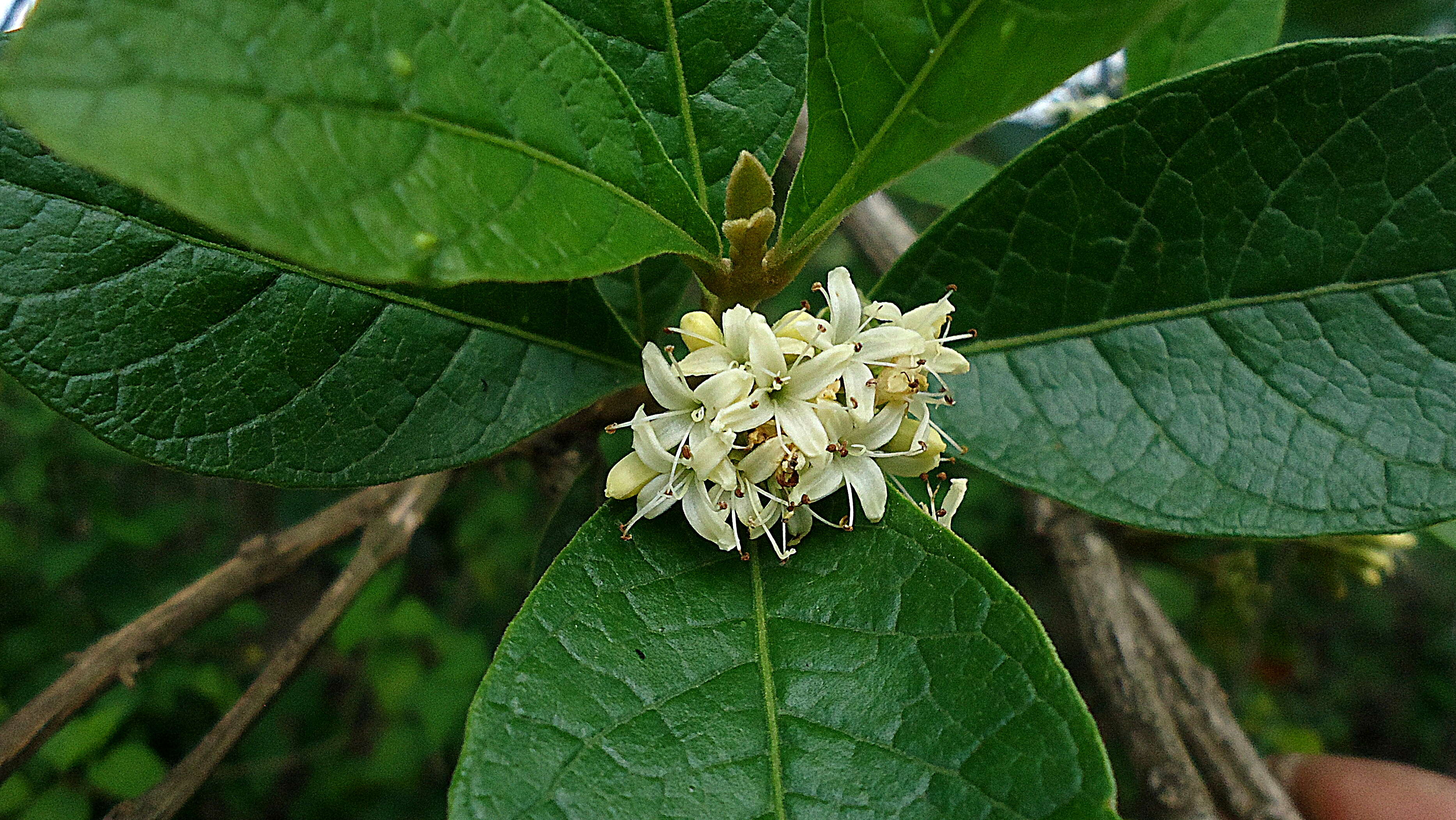 Image of Aegiphila macrantha Ducke