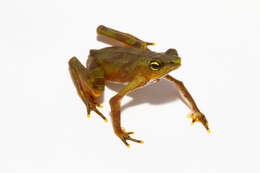 Image of harlequin frogs