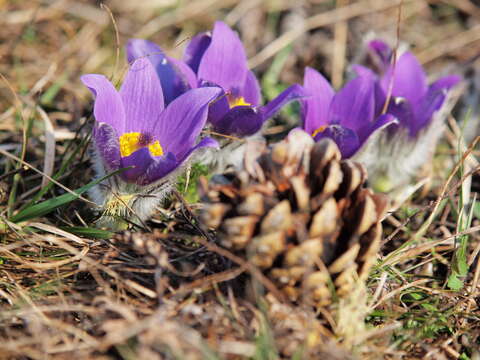 Pulsatilla grandis Wenderoth resmi