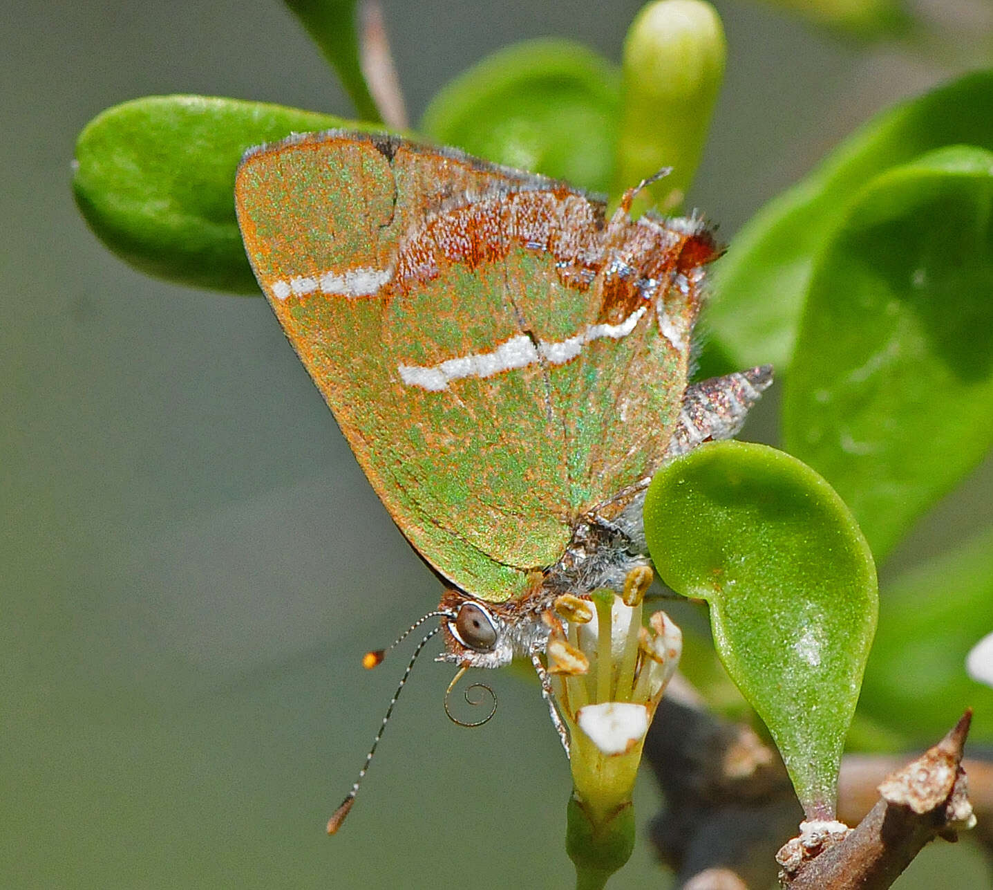 Слика од Chlorostrymon simaethis (Drury 1773)