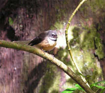 Image of Grey Fantail