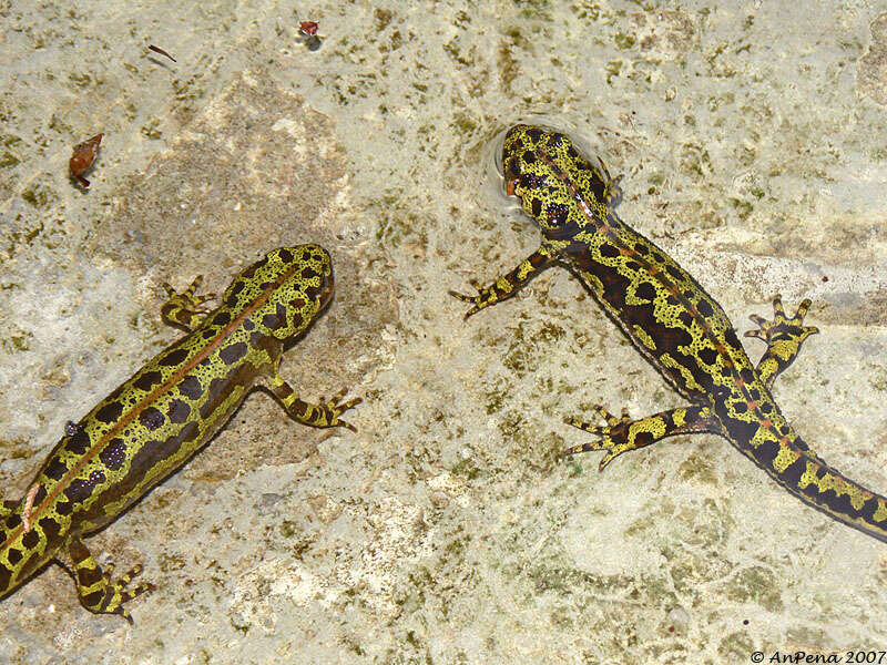 Image of Crested and marbled newts