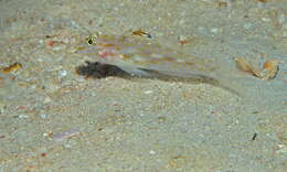 Image of Fusigobius humeralis