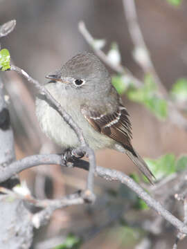 Image of Hammond's Flycatcher