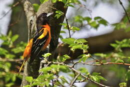 Image of New World orioles