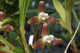 Image of lycaste