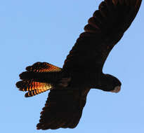 Image of Calyptorhynchus Desmarest 1826