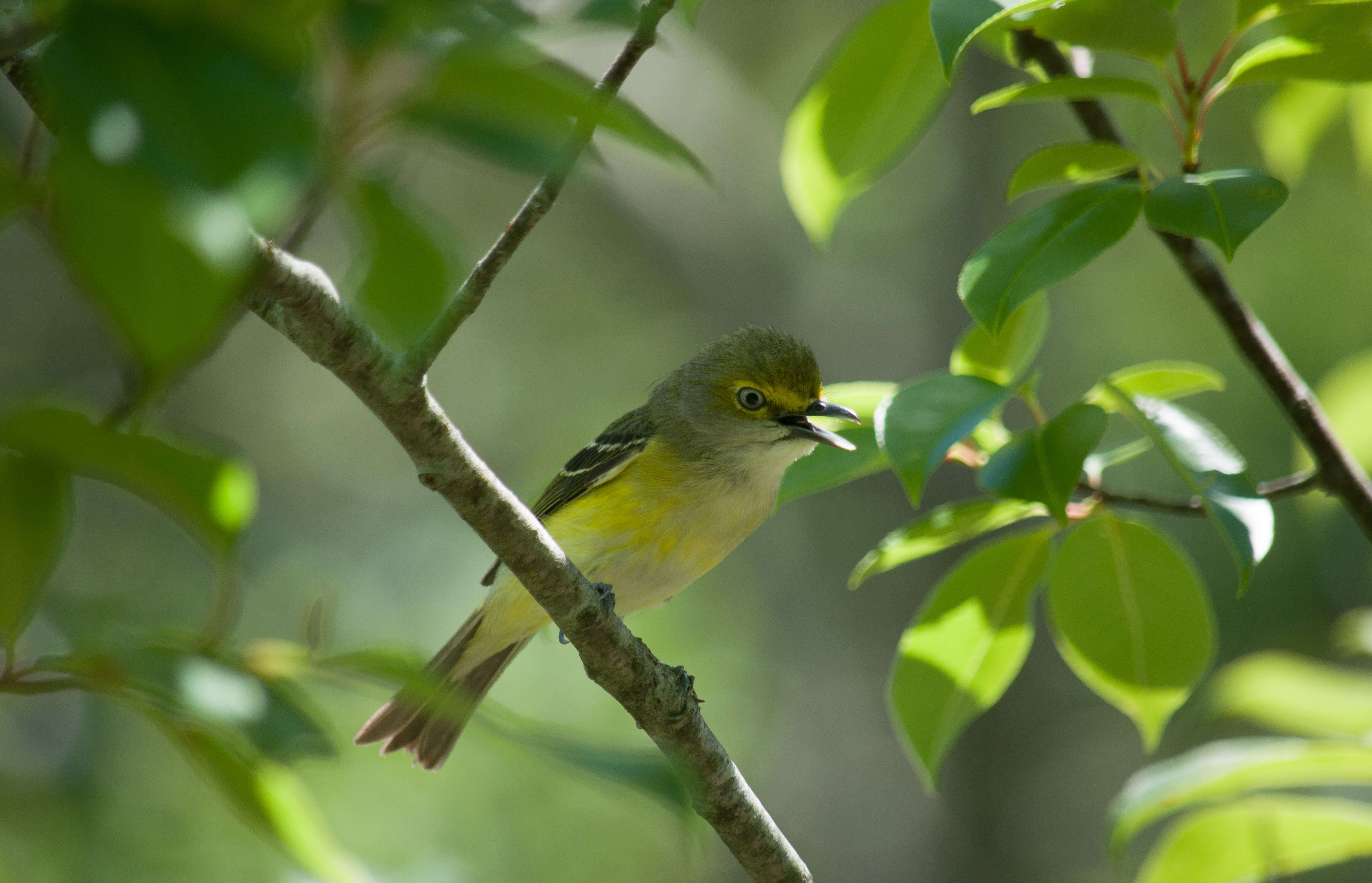 Image of White-eyed Vireo