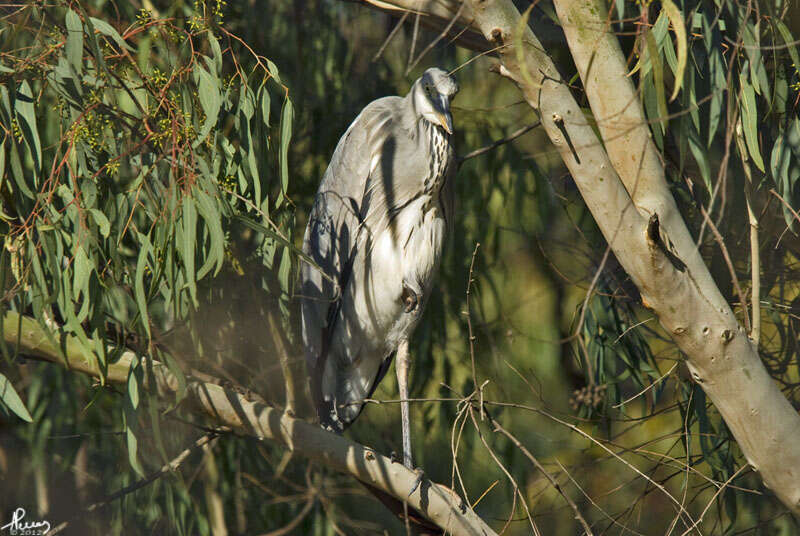 Image of Grey Heron