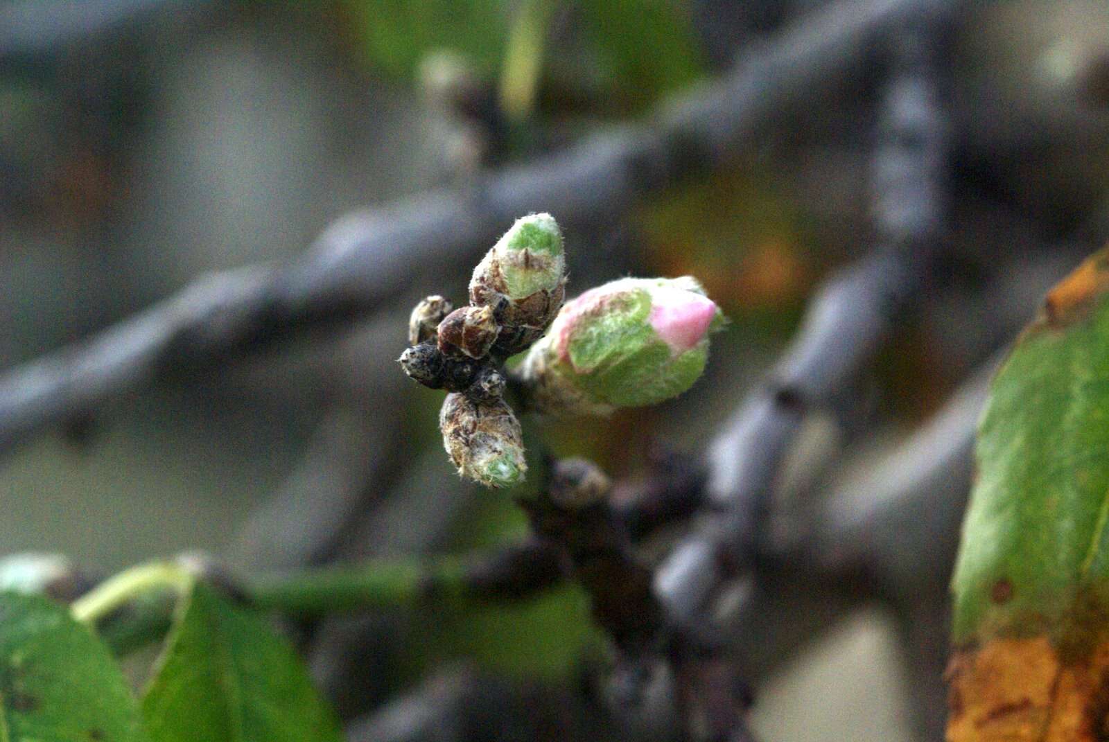 Imagem de Prunus