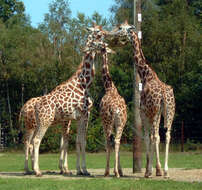 Image of Giraffes