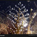 Image of Christmas tree hydroid