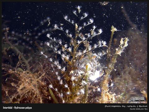 Image of Feather hydroid