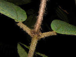 Image of Miconia paleacea Cogn.