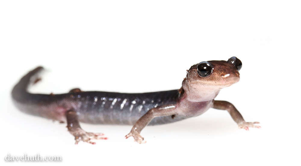 Image of Woodland salamander