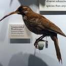 Image of Scimitar-billed Woodcreeper