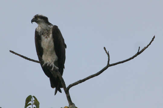 Image of ospreys