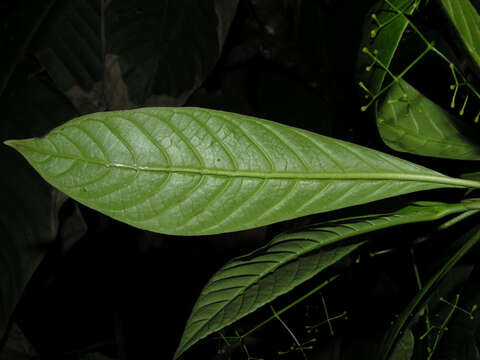 Plancia ëd Psychotria marginata Sw.