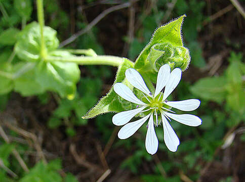 Image of Mexican Starwort