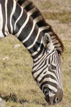 Image of Burchell's zebra